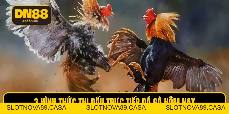 Trực Tiếp Đá Gà Hôm Nay Sắc Nét, Chuyên Nghiệp Tại DN88