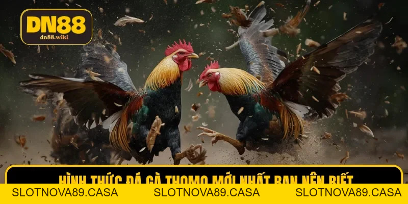 Đá Gà Thomo - Trải Nghiệm Cá Cược Mãn Nhãn Tại DN88