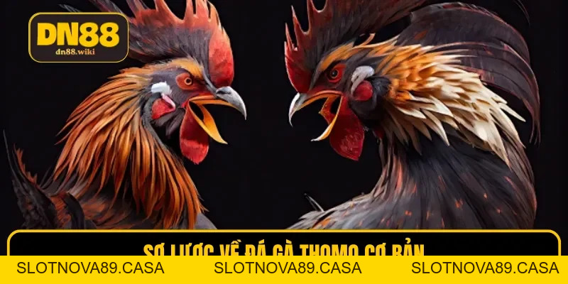 Đá Gà Thomo - Trải Nghiệm Cá Cược Mãn Nhãn Tại DN88