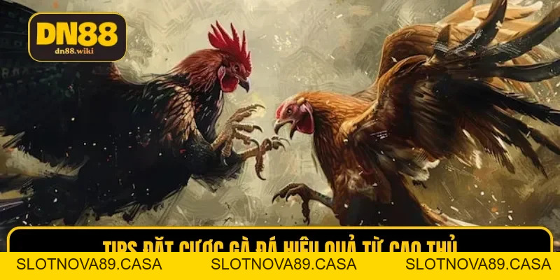 Trực Tiếp Đá Gà Hôm Nay Sắc Nét, Chuyên Nghiệp Tại DN88