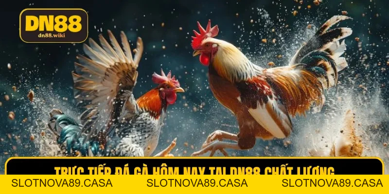 Trực Tiếp Đá Gà Hôm Nay Sắc Nét, Chuyên Nghiệp Tại DN88